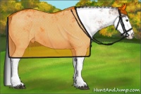 Horse Color:Brown Dun Sabino 