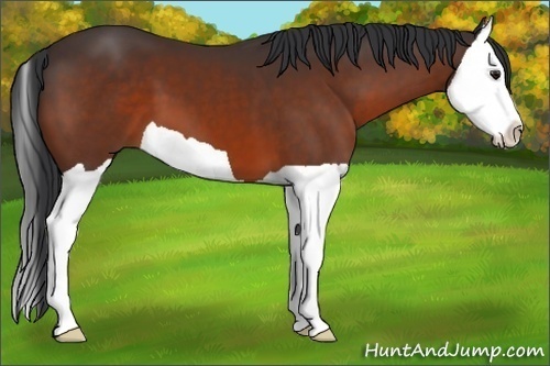 Horse Color:Brown Splash