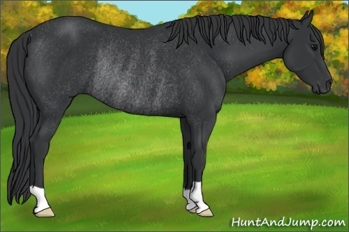Horse Color:Black Rabicano 