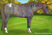 Horse Color:Nacre Smoky Black Appaloosa Rabicano 
