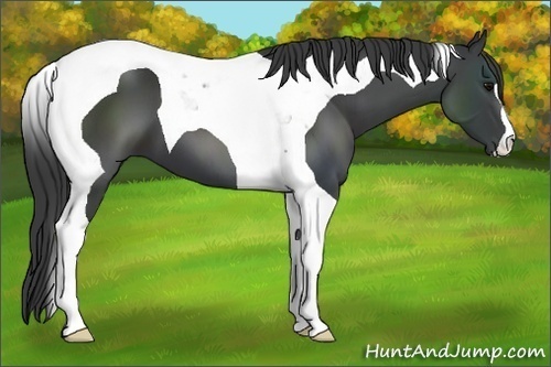 Horse Color:Black Tobiano