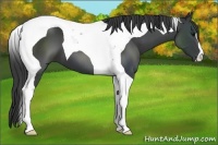 Horse Color:Black Tobiano 