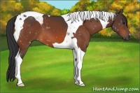 Horse Color:Brown Tobiano