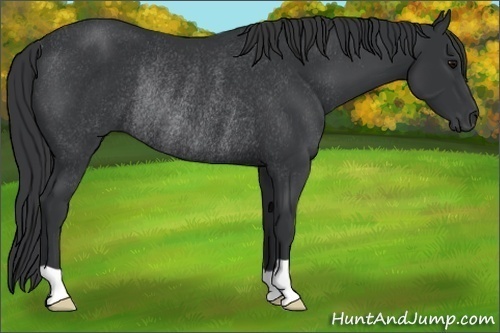 Horse Color:Black Rabicano 