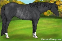 Horse Color:Black Rabicano 