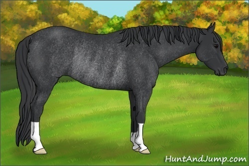 Horse Color:Black Rabicano