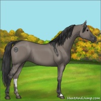 Horse Color:Grullo