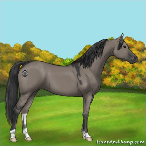Horse Color:Grullo 