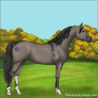 Horse Color:Grullo 