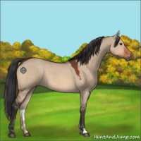 Horse Color:Brown Dun
