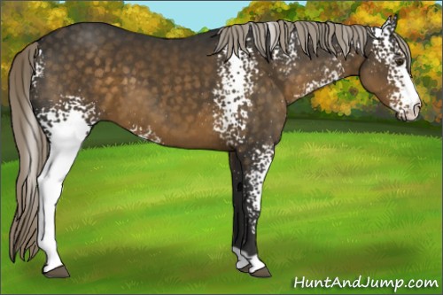 Horse Color:White Spotted Chocolate Palomino 