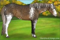 Horse Color:White Spotted Chocolate Palomino