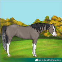 Horse Color:Grullo Splash 