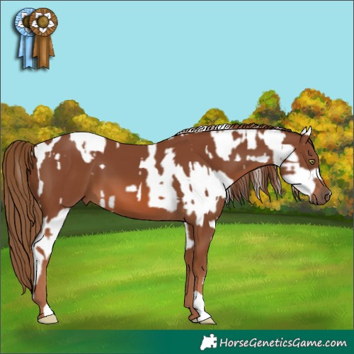 Horse Color:Gold Champagne Dun Frame Appaloosa  and Chestnut 