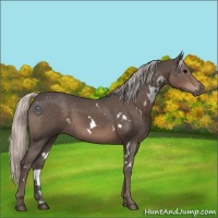 Horse Color:White Spotted Silver Black 
