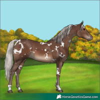 Horse Color:White Spotted Silver Black 