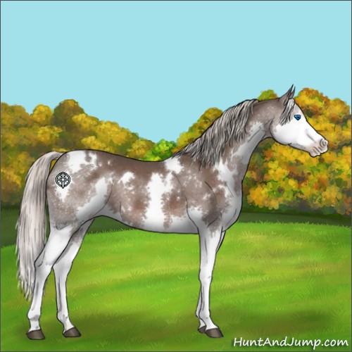 Horse Color:White Spotted Silver Black Splash 