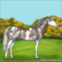 Horse Color:White Spotted Silver Black Splash 
