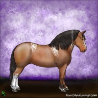 Horse Color:White Spotted Brown Tobiano