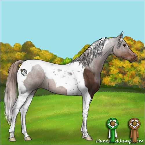 Horse Color:Liver Chestnut Tobiano 