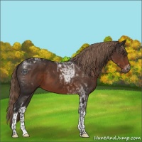 Horse Color:Liver Chestnut Tobiano