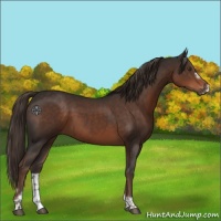 Horse Color:Liver Chestnut Tobiano Frame 