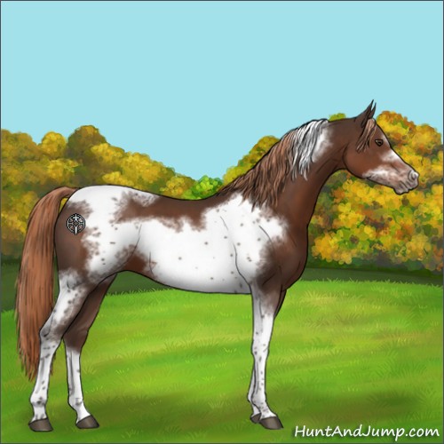 Horse Color:Liver Chestnut Tobiano Frame