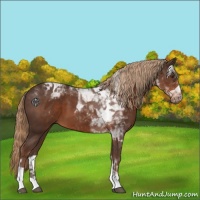 Horse Color:Liver Chestnut Tobiano 