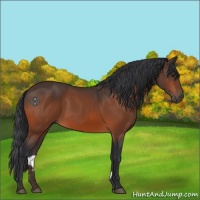 Horse Color:Brown 