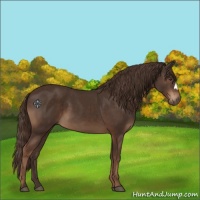 Horse Color:Liver Chestnut 