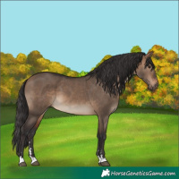 Horse Color:Brown Dun 