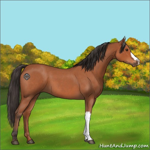 Horse Color:Bay Roan 