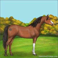 Horse Color:Bay Roan 