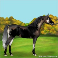 Horse Color:Void Brown Onyx Sabino Frame 