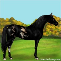 Horse Color:Void Brown Onyx Sabino 