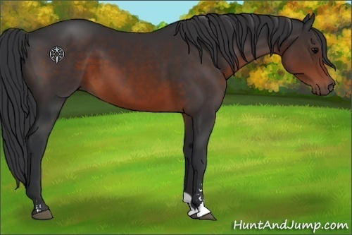 Horse Color:Brown Sabino