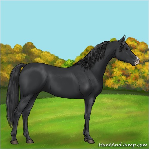 Horse Color:Black 