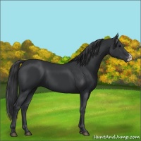 Horse Color:Black 