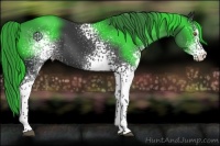 Horse Color:White Spotted Black