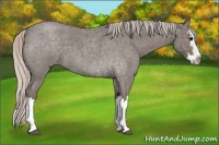 Horse Color:Silver Blue Roan Splash 
