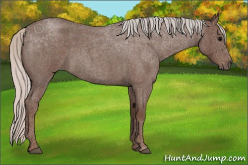 Horse Color:Silver Blue Roan 