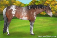 Horse Color:White Spotted Bay 