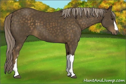 Horse Color:Chocolate Palomino 