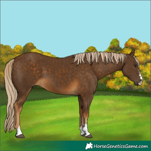 Horse Color:Chocolate Palomino 