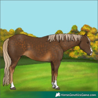 Horse Color:Chocolate Palomino