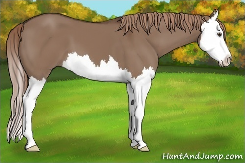 Horse Color:Liver Red Dun Splash