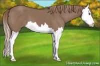 Horse Color:Liver Red Dun Splash 