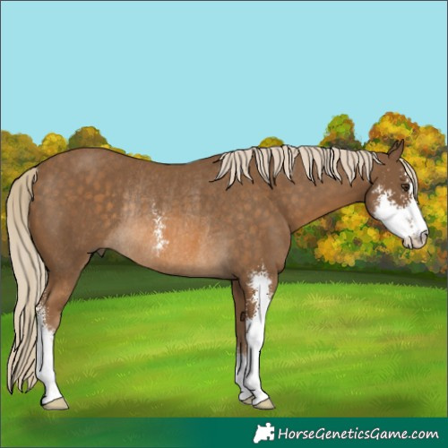 Horse Color:Chocolate Palomino Sabino Rabicano