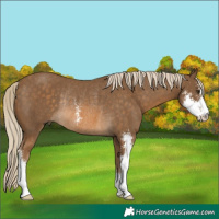 Horse Color:Chocolate Palomino Sabino Rabicano