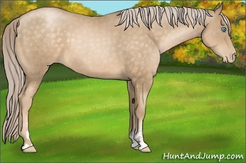 Horse Color:Chocolate Palomino Pearl Sabino 